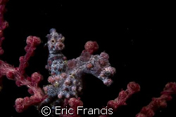 i entered this only a copple oh hours before the end of t... by Eric Francis 